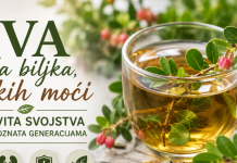 Uva – mala biljka velikih moći: Ljekovita svojstva koja su poznata generacijama Uva – mala biljka velikih moći: Ljekovita svojstva koja su poznata generacijama