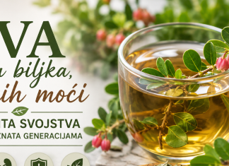 Uva – mala biljka velikih moći: Ljekovita svojstva koja su poznata generacijama Uva – mala biljka velikih moći: Ljekovita svojstva koja su poznata generacijama
