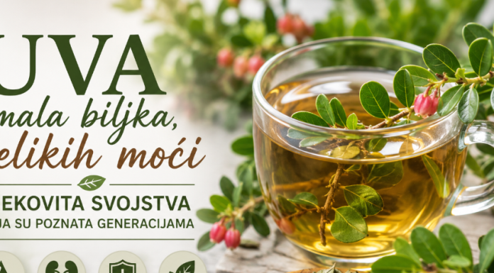 Uva – mala biljka velikih moći: Ljekovita svojstva koja su poznata generacijama Uva – mala biljka velikih moći: Ljekovita svojstva koja su poznata generacijama