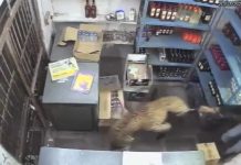 Pogledajte snimak: Drama u prodavnici – leopard napao radnika, on ga zaključao unutra