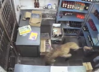 Pogledajte snimak: Drama u prodavnici – leopard napao radnika, on ga zaključao unutra