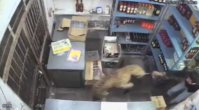 Pogledajte snimak: Drama u prodavnici – leopard napao radnika, on ga zaključao unutra