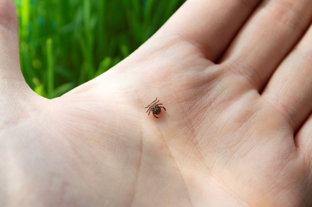 Boravite u prirodi? Evo kako se zaštititi od krpelja i izbjeći ozbiljne infekcije! Boravite u prirodi? Evo kako se zaštititi od krpelja i izbjeći ozbiljne infekcije!