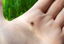 Boravite u prirodi? Evo kako se zaštititi od krpelja i izbjeći ozbiljne infekcije! Boravite u prirodi? Evo kako se zaštititi od krpelja i izbjeći ozbiljne infekcije!