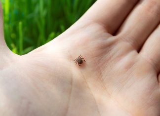 Boravite u prirodi? Evo kako se zaštititi od krpelja i izbjeći ozbiljne infekcije! Boravite u prirodi? Evo kako se zaštititi od krpelja i izbjeći ozbiljne infekcije!