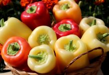 Jedna od najzdravijih namirnica iz bašte: Evo šta paprika može učiniti za vaše zdravlje Jedna od najzdravijih namirnica iz bašte: Evo šta paprika može učiniti za vaše zdravlje