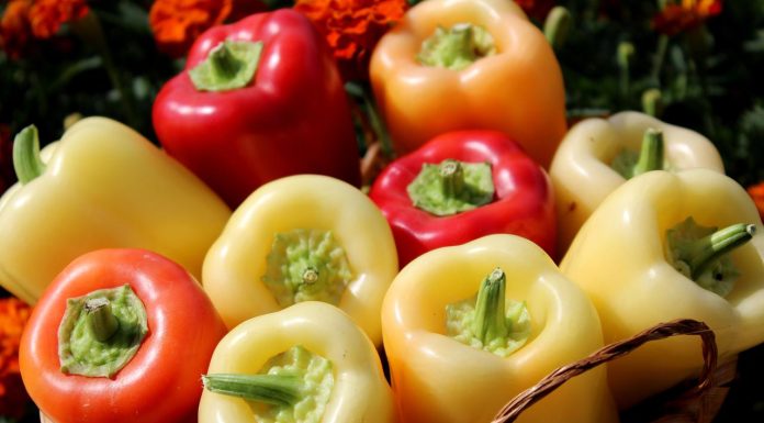 Jedna od najzdravijih namirnica iz bašte: Evo šta paprika može učiniti za vaše zdravlje Jedna od najzdravijih namirnica iz bašte: Evo šta paprika može učiniti za vaše zdravlje