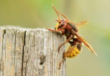 Kada ubod ose ili stršljena postane opasan po život: Šta zaista treba znati