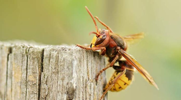 Kada ubod ose ili stršljena postane opasan po život: Šta zaista treba znati