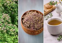 Ljekovita svojstva origana: Začin koji krije mnogo više od mirisa i okusa Ljekovita svojstva origana: Začin koji krije mnogo više od mirisa i okusa