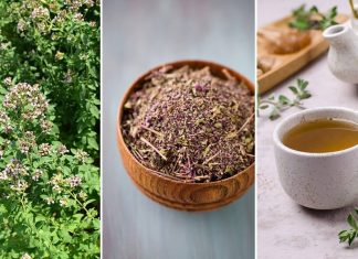 Ljekovita svojstva origana: Začin koji krije mnogo više od mirisa i okusa Ljekovita svojstva origana: Začin koji krije mnogo više od mirisa i okusa
