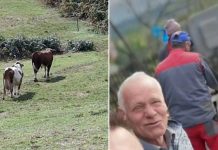JEZIVA TRAGEDIJA: Bik nasmrt izbo 76-godišnjeg vlasnika, mještani u strahu JEZIVA TRAGEDIJA: Bik nasmrt izbo 76-godišnjeg vlasnika, mještani u strahu