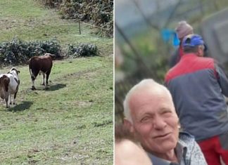 JEZIVA TRAGEDIJA: Bik nasmrt izbo 76-godišnjeg vlasnika, mještani u strahu JEZIVA TRAGEDIJA: Bik nasmrt izbo 76-godišnjeg vlasnika, mještani u strahu
