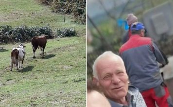 JEZIVA TRAGEDIJA: Bik nasmrt izbo 76-godišnjeg vlasnika, mještani u strahu JEZIVA TRAGEDIJA: Bik nasmrt izbo 76-godišnjeg vlasnika, mještani u strahu
