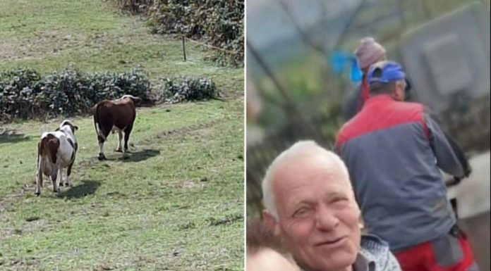 JEZIVA TRAGEDIJA: Bik nasmrt izbo 76-godišnjeg vlasnika, mještani u strahu JEZIVA TRAGEDIJA: Bik nasmrt izbo 76-godišnjeg vlasnika, mještani u strahu